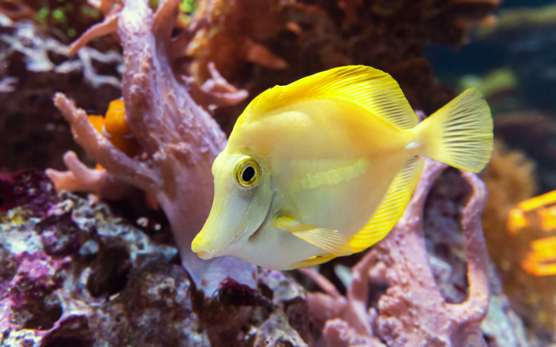 Imagem do Yellow Tang